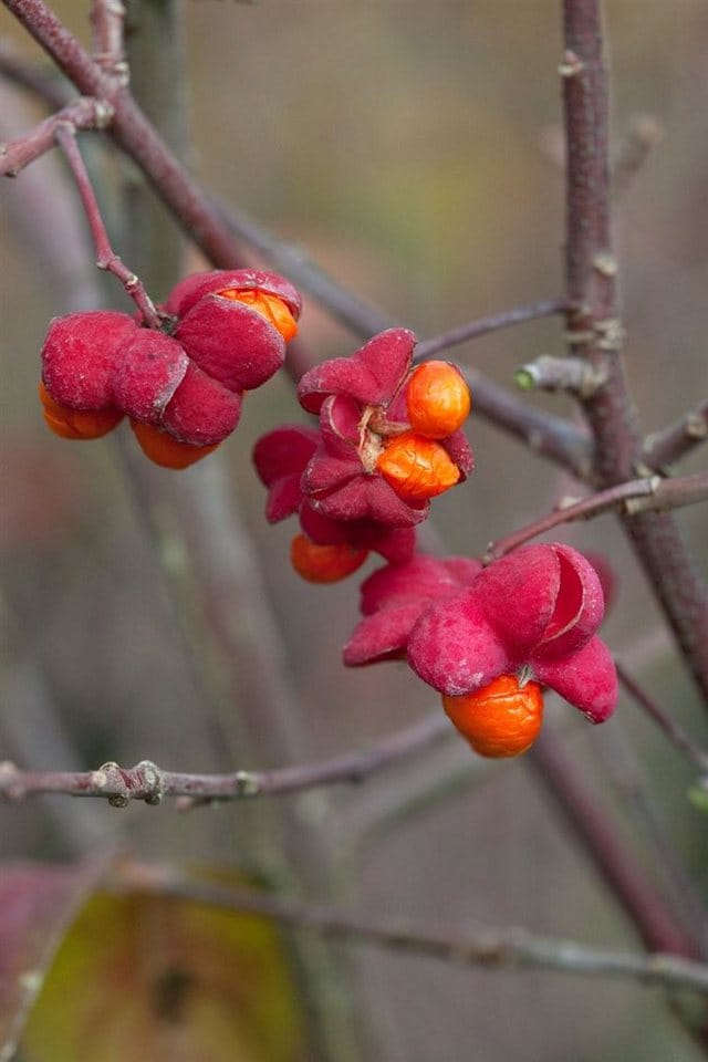 Euonymus Europaeus Pfaffenhütchen 60–100 cm