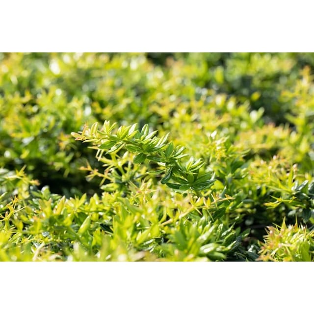 Berberis Candidula Immergrüne Berberitze 20–25 cm