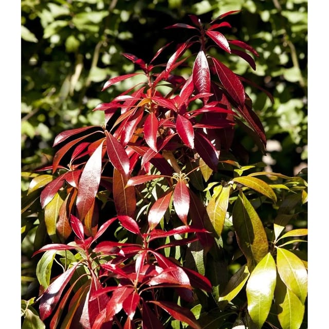 Pieris Japonica Forest Flame Japanische Lavendelheide 30–40 cm