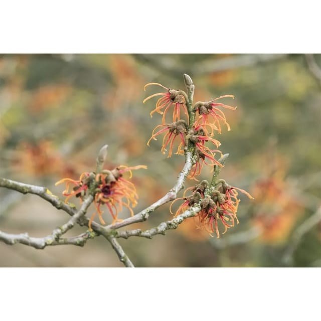 Hamamelis Intermedia Jelena Zaubernuss Kupferorange 60–80 cm