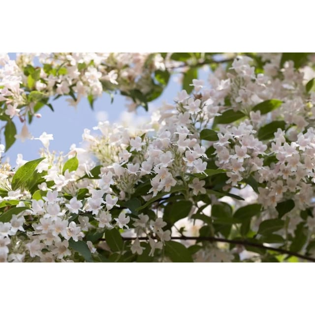 Kolkwitzia Amabilis Kolkwitzie Rosa Blüten 40–60 cm