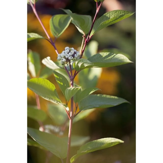 Cornus Alba Siberian Pearls Hartriegel Weiße Beeren 60–100 cm