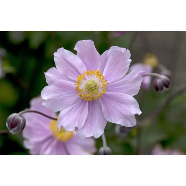 Anemone Hupehensis September Charm Herbstanemone Ca. 9x9 cm Topf