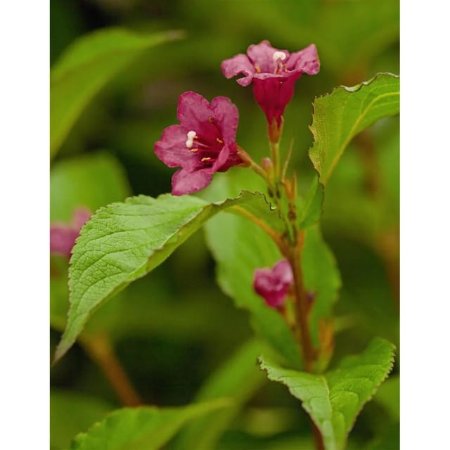 Weigela Bristol Ruby Weigelie Rubinrot 60–80 cm