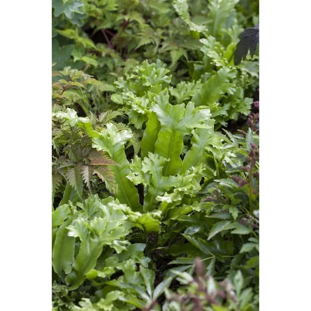 Asplenium Scolopendrium Hirschzungenfarn 30-40 cm