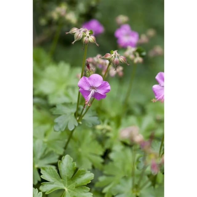 Geranium Cant. Karmina 2 Liter Container