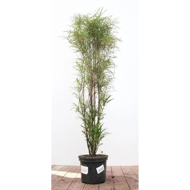 Rhamnus Frangula Asplenifolia Faulbaum Schmalblättrig 80–100 cm