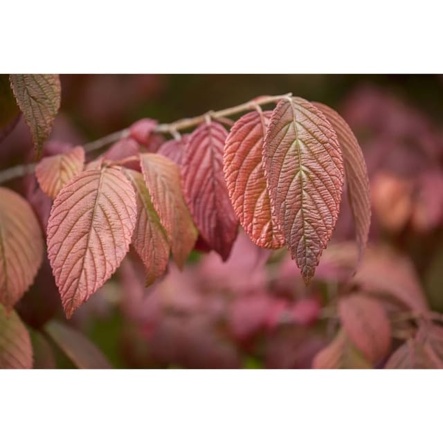 Viburnum Plicatum Mariesii Japanischer Schneeball 80–100 cm