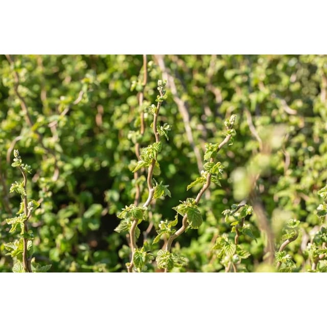 Corylus Avellana Scooter Haselnuss 60–80 cm