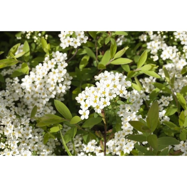Spiraea Cinerea Grefsheim Aschgraue Spiere Weiß 100–125 cm