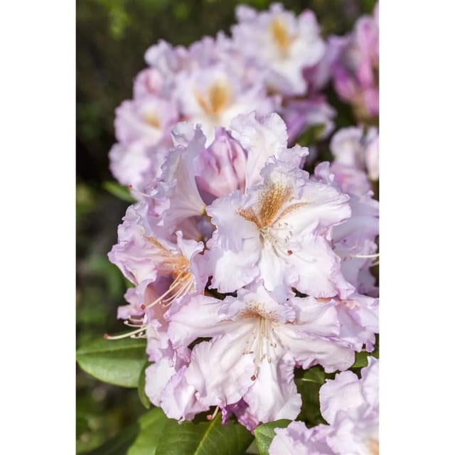 Rhododendron Hybr. Janet Blair Rosa Blüten 30–40 cm