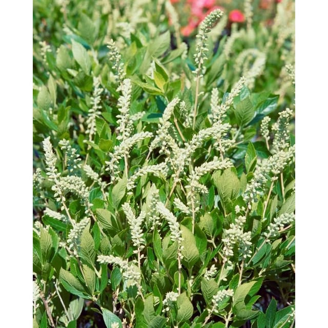 Clethra Alnifolia Hummingbird Scheineller Weiß 40–60 cm