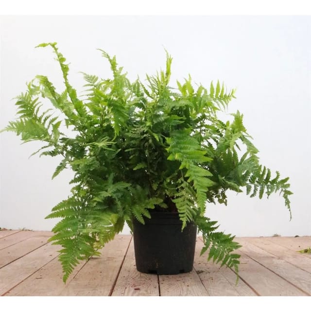 Dryopteris Filix-Mas Wurmfarn 30-40 cm