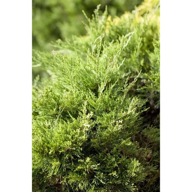 Juniperus Pfitzeriana Mint Julep Wacholder Grün 15–20 cm