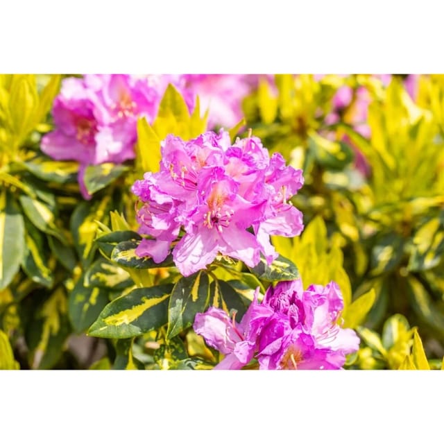Rhododendron Goldflimmer Immergrün Gelb-Grün Panaschiert 40–50 cm