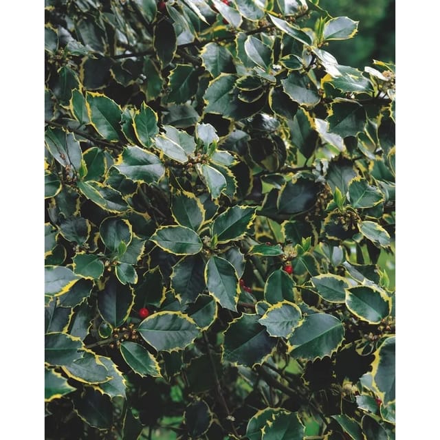 Ilex Aquifolium Rubricaulis Aurea Stechpalme Buntlaubig 80–100 cm