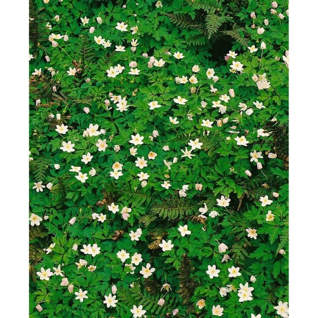 Anemone Nemorosa Alba Plena Buschwindröschen Ca. 9x9 cm Topf