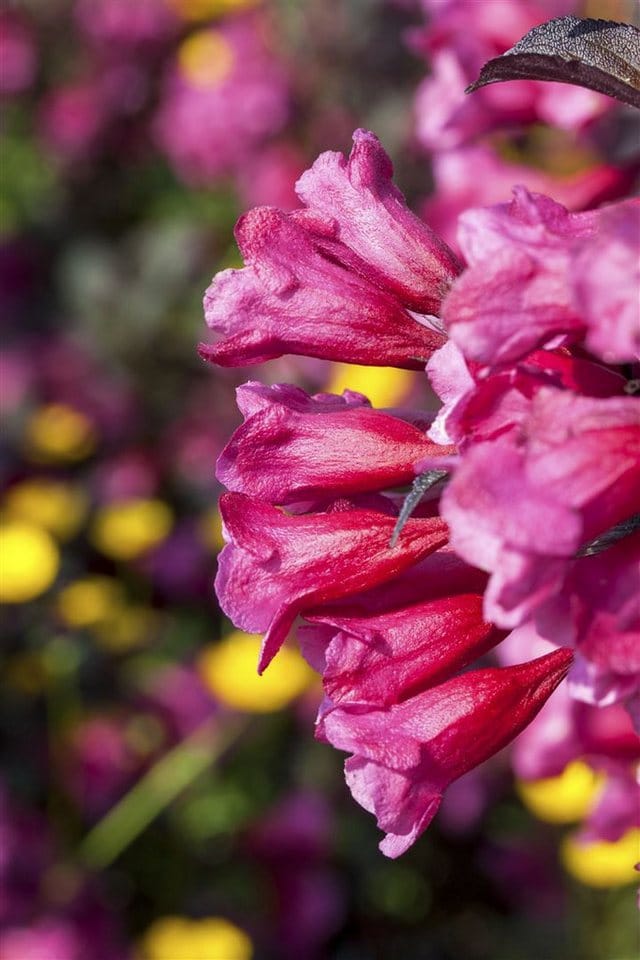 Weigela Florida Victoria Weigelie Rotblühend 40–60 cm