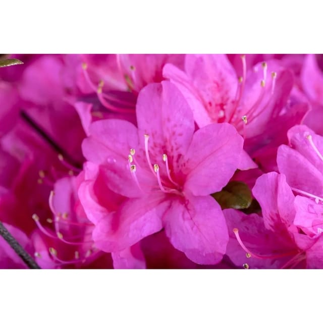 Rhododendron Obt. Diamant Purpur Rhododendron Purpur 15–20 cm