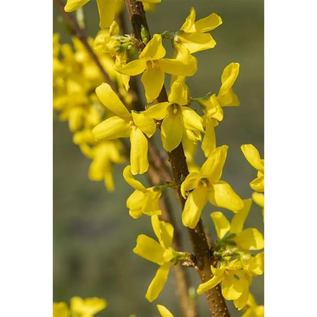 Forsythia Mindor® Forsythie Leuchtend Gelb 60–80 cm