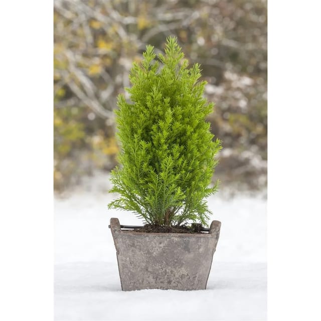 Chamaecyparis Lawsoniana Ellwoods Gold Gelbgrün 20–30 cm