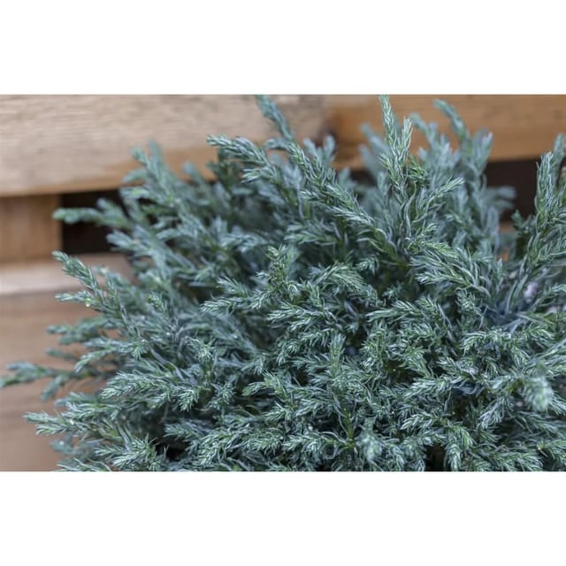 Chamaecyparis Pisifera Baby Blue Scheinzypresse Blau 20–30 cm