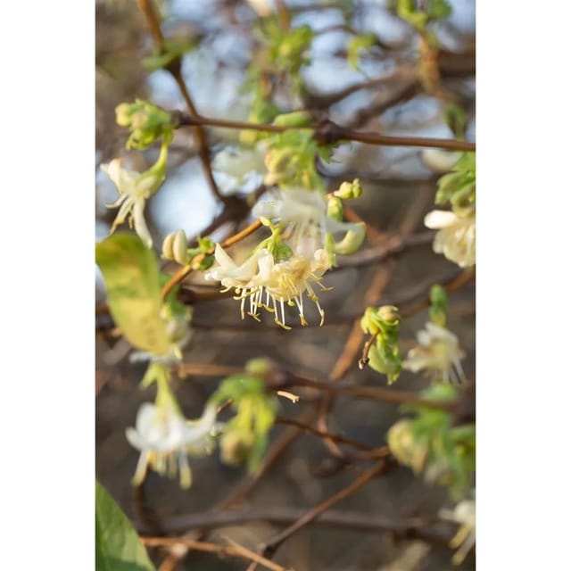 Lonicera Purpusii Wintergeißblatt Cremeweiße Blüten 40–60 cm