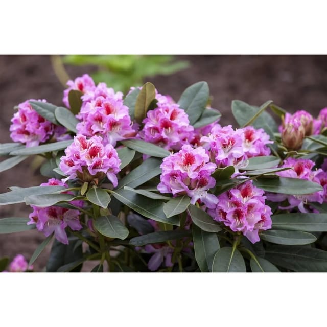 Rhododendron Hybr. Belami Rhododendron Rosa Blüten 40–50 cm