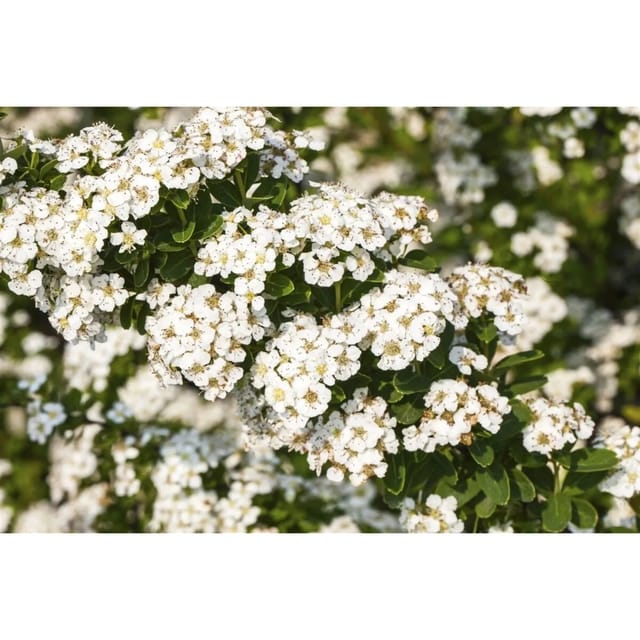 Spiraea Nipponica Halwards Silver Japanische Spiere Weiß 40–60 cm