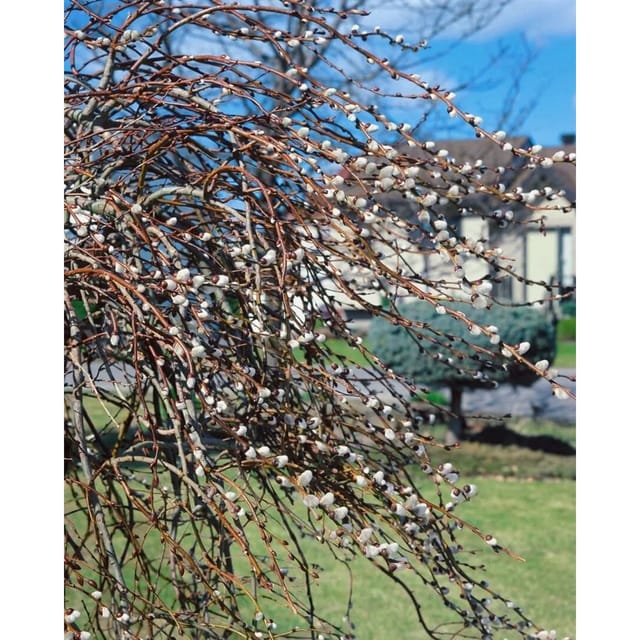 Salix Gracilistyla Mount Aso Purpurweide 120 cm Stammhöhe