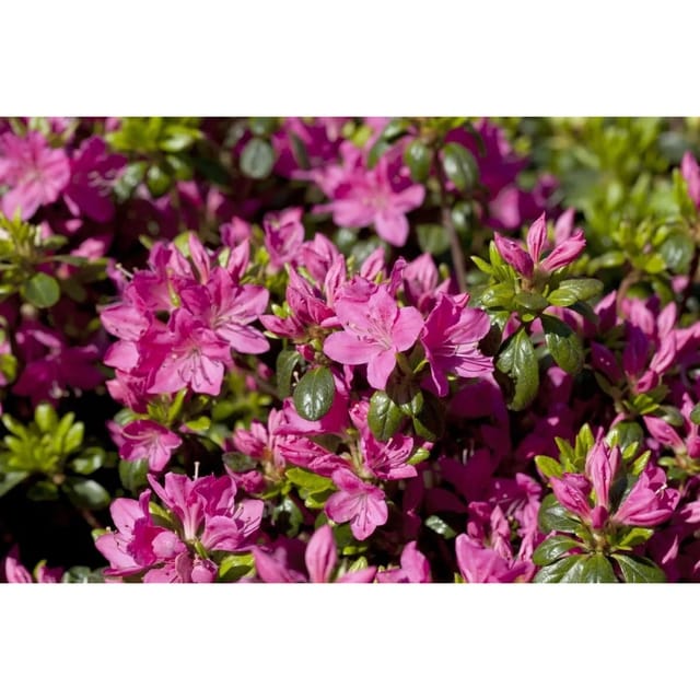 Rhododendron Obtusum Kermesina Rose Azalee Rosa 15–20 cm