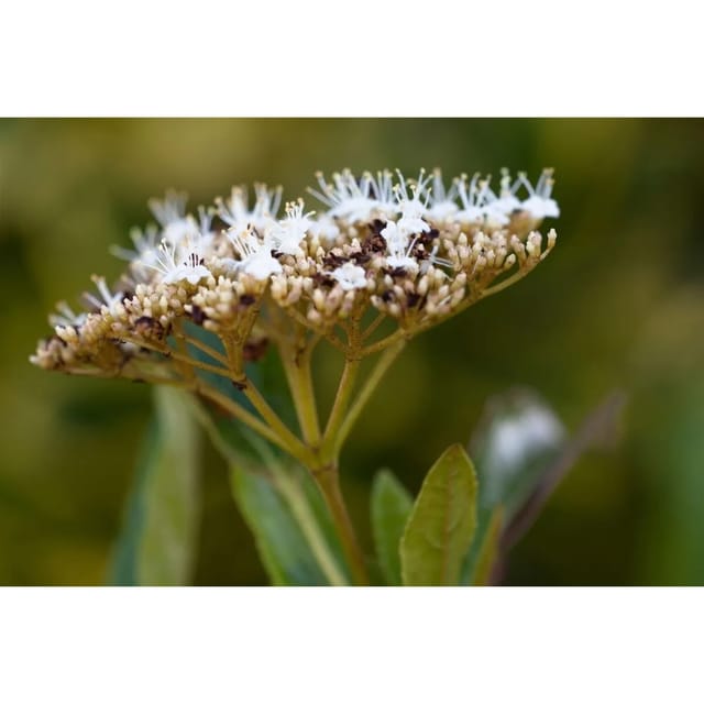 Viburnum Nudum Pink Beauty Duft-Schneeball Rosa 40–60 cm