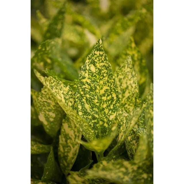 Aucuba Japonica Variegata Japanische Aukube Buntes Laub 40–60 cm