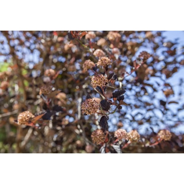 Physocarpus Opulifolius Tiny Wine Blasenspiere Kompakt 60–80 cm
