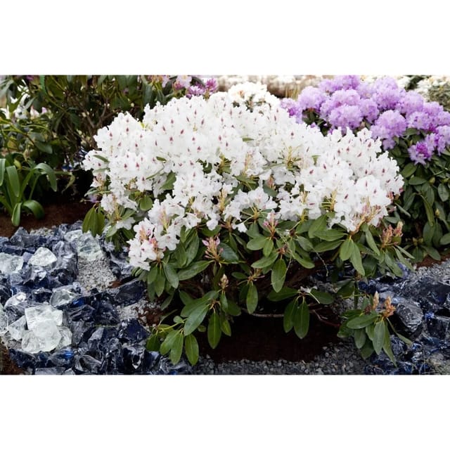 Rhododendron Hybr. Madame Masson Weiß 40–50 cm Inkarho