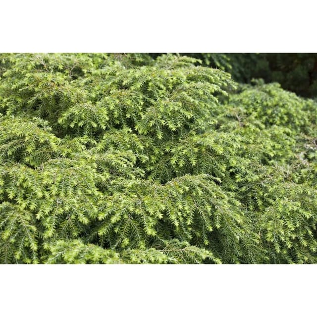 Tsuga Canadensis Nana Zwerg-Hemlocktanne Kompakt 20–30 cm