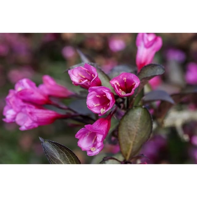 Weigela Florida Alexandra Weigelie Dunkelrosa 60–80 cm