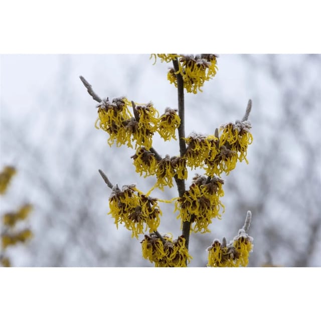 Hamamelis Intermedia Barmstedts Gold Zaubernuss Gelb 60–80 cm