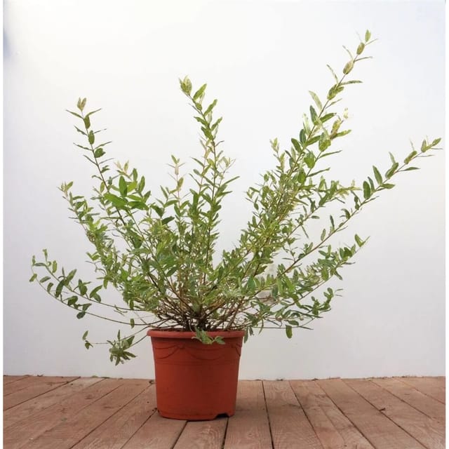 Salix Integra Hakuro Nishiki Japanische Weide Buntes Laub 40–60 cm