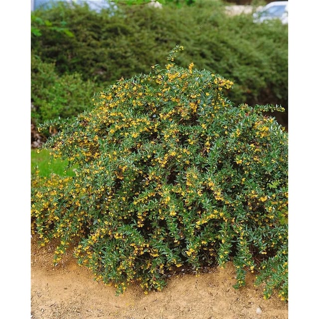 Berberis Candidula Jytte Immergrüne Berberitze 25–30 cm