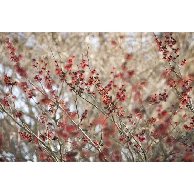 Hamamelis Intermedia Diane Zaubernuss Rot 40–60 cm
