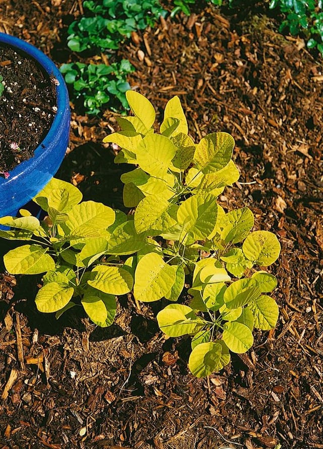 Cotinus Coggygria Golden Spirit Perückenstrauch Goldgelb 40–60 cm