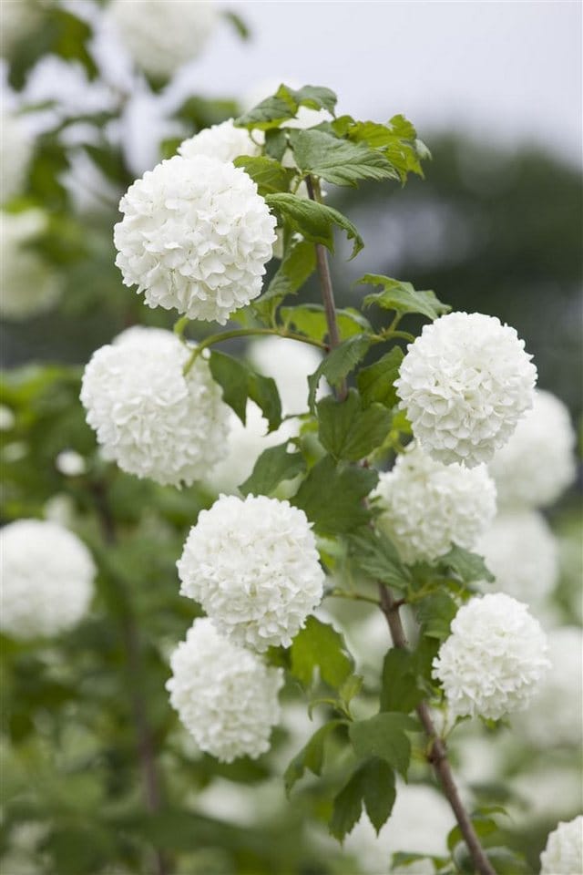 Viburnum Opulus Gewöhnlicher Schneeball 60–100 cm Weiße Blüten