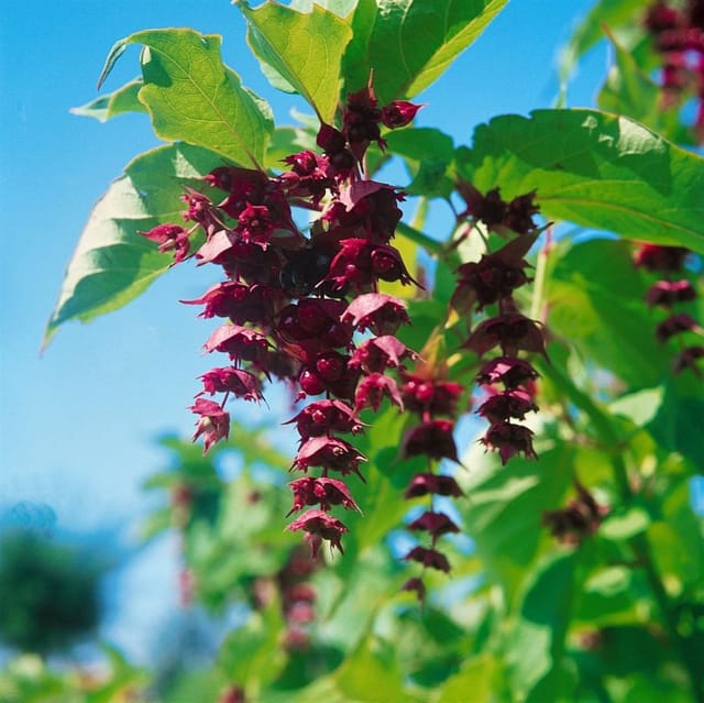 Leycesteria Formosa Purple Rain Schöne Leycesterie Purpur 60–80 cm
