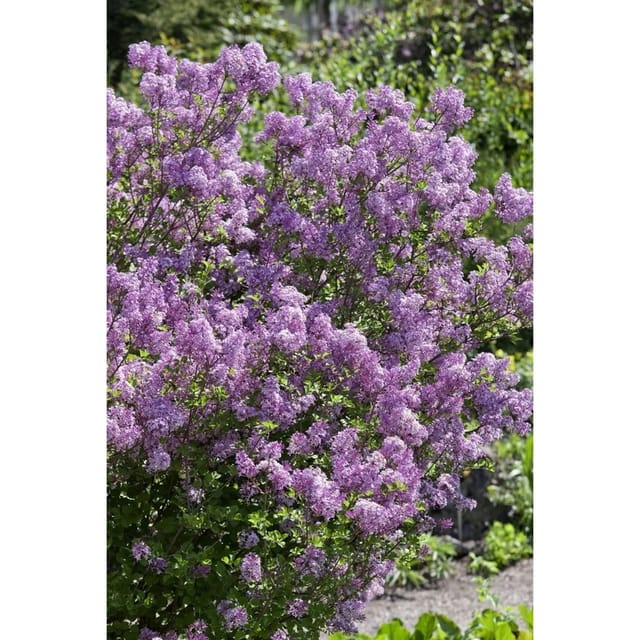 Syringa Meyeri Lillifee ® Zwergflieder Lila 30–40 cm