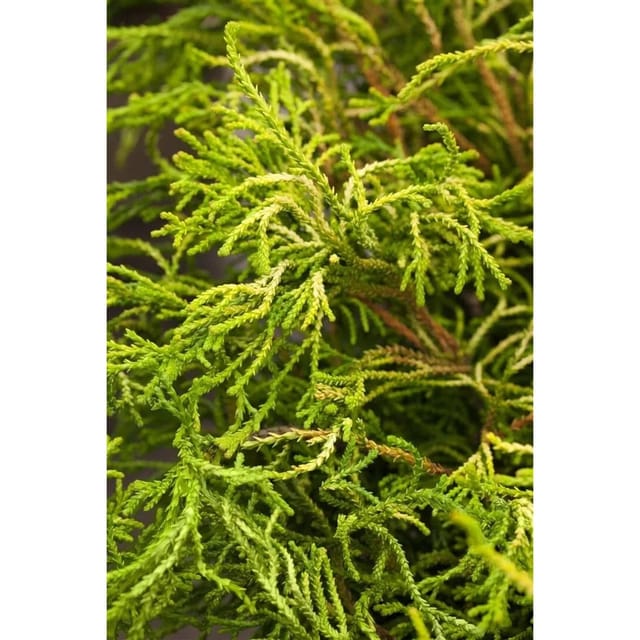 Chamaecyparis Obtusa Tsatsumi Gold Gelbgrün 40 cm Stammhöhe