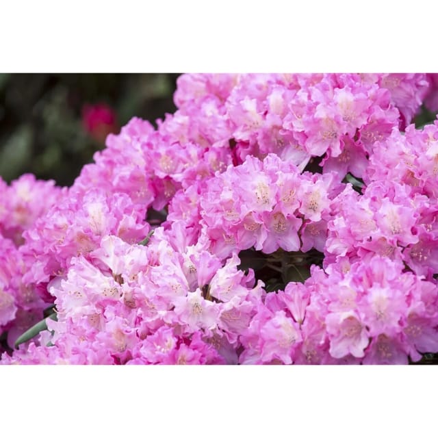 Rhododendron Yakushimanum Kalinka Rosa Blüten 30–40 cm