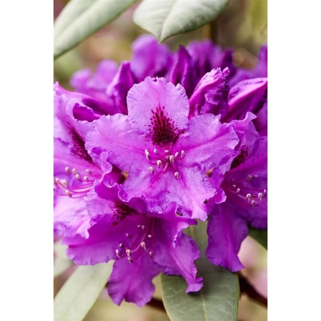Rhododendron Hybr. Azurro Inkarho Violett 50–60 cm