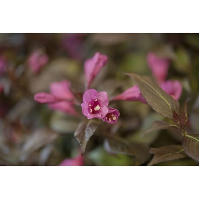 Weigela Florida Minor Black Weigelie Dunkelrot 40–50 cm