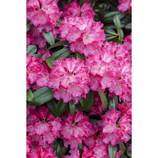 Rhododendron Hybr. Germania Immergrün Rosa Blüten 80–90 cm